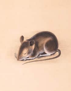 Affotografering malerier